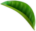 Green leaf